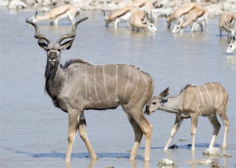 Kudu | African Antelope, Horned Mammal & Conservation Status | Britannica