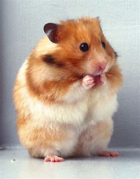 75 best images about Hamsters on Pinterest | The grass, Hamsters and Cute pets