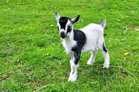 Pygmy Goat - Animal Facts and Information