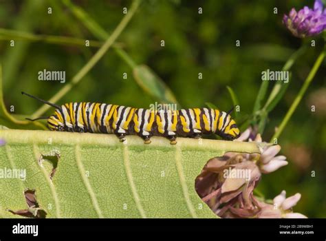 A monarch butterfly caterpillar, Danaus plexippus, on its host common milkweed plant, Asclepias ...