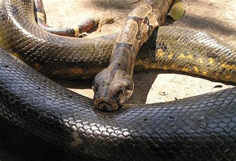 How To Survive An Anaconda Attack - Paperblog