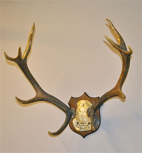 Antiques Atlas - Red Deer Antlers - Q3313