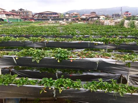 La Trinidad Strawberry Farm (DIY Guide): How to Get There + Sights