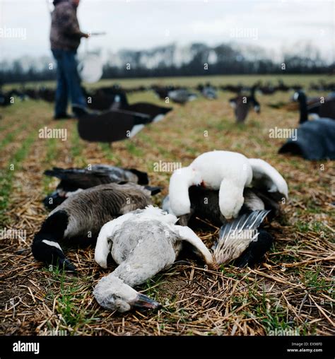 Dead geese hi-res stock photography and images - Alamy