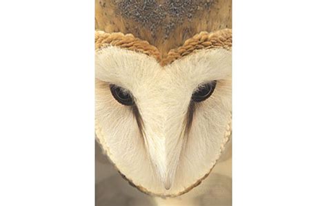 Barn Owl Face Print | Jennifer MaHarry Photography https://jennifermaharry.com/shop/barn-owl-face/