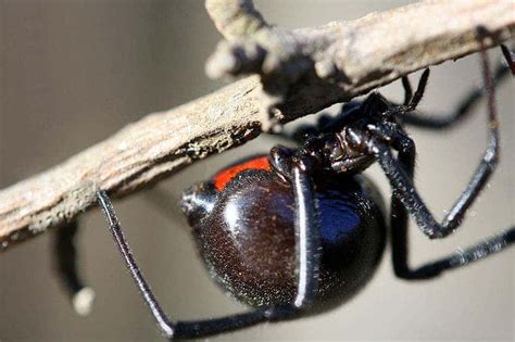 Myth-busting Facts about Black Widow Spiders