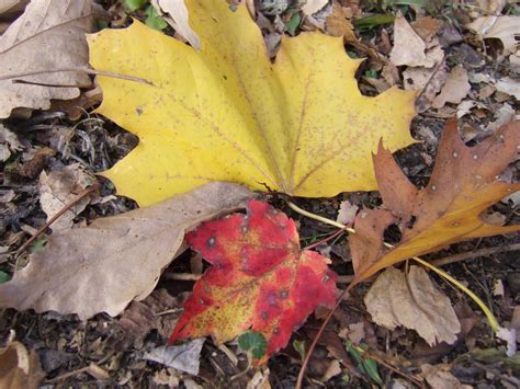 Fall Leaf Cleanup Tips and What To Do With Raked Leaves | HGTV