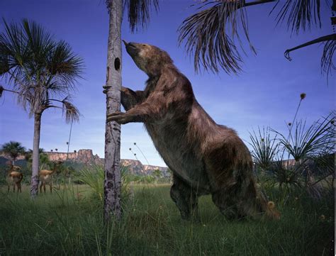 Ancient giant sloth that stood 4 METRES tall 27,000 years ago ...