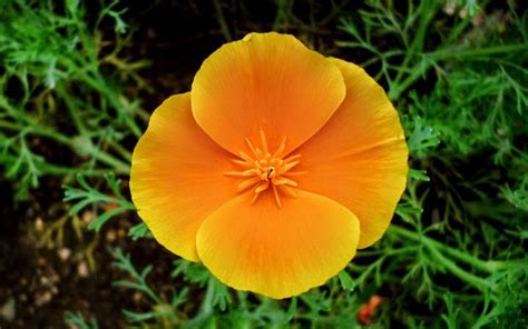 California Poppy - Golden Poppy | SL Flora