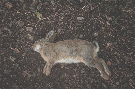 Dead rabbit | Animal Stock Photos ~ Creative Market