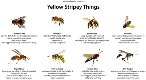 A Comprehensive Guide to Yellow Stripey Things