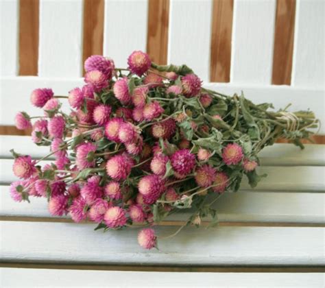 DRIED FLOWERS BOUQUET Bi-colored Lovely Rose Pink Color Globe Amaranth ...