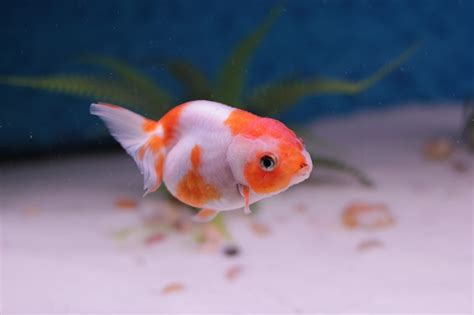 20 Fun Facts about Goldfish - 13th One is the Most Interesting