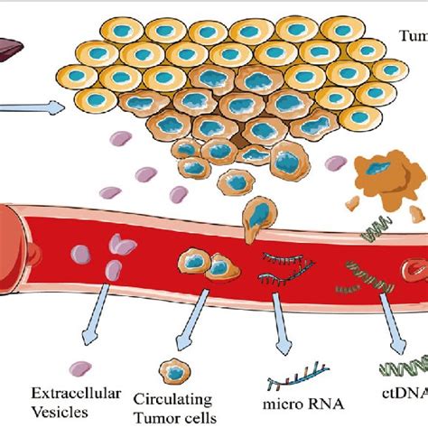 Illustration of common liquid biopsy markers:circulating tumor DNA... | Download Scientific Diagram