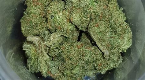 Strain Review: Sugar Cookie (Crystal Gayle x Blue Hawaiian x Sensi Star) - The Highest Critic