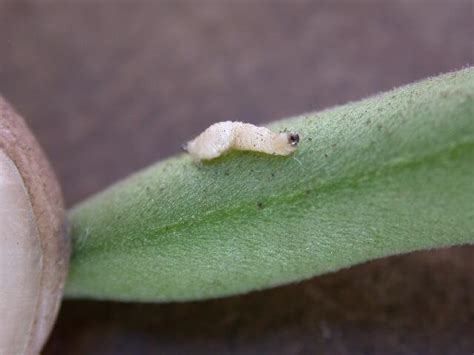 Bean Leaf Beetle: Identification, Life Cycle, Facts & Pictures