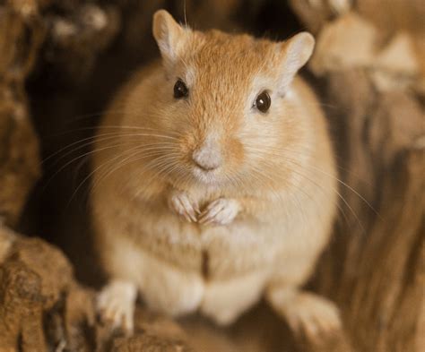 Gerbils are great pets for families and children!