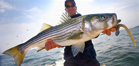 Deciding the Future of Massachusetts’s Striped Bass | Hakai Magazine