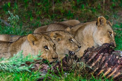 Three female lions eating the carcass of a wildebeest, Kwara Camp, Okavango Delta, Botswana ...