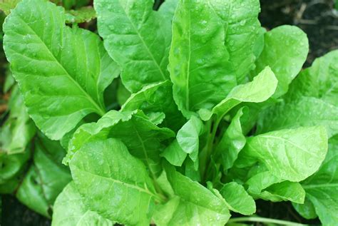 Healthy Spinach Plant Free Stock Photo - Public Domain Pictures