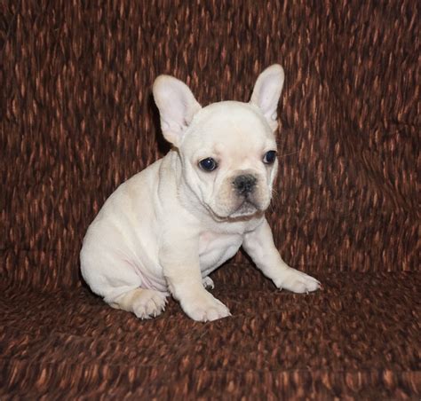 Cream French Bulldog Puppies Cream french bulldog puppies for sale - Heru Prajimi