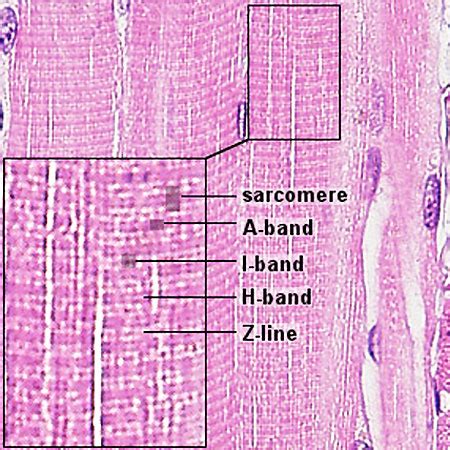 File:Skeletal muscle histology 016.jpg - Embryology