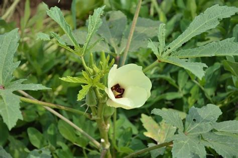 Okra Plant Care