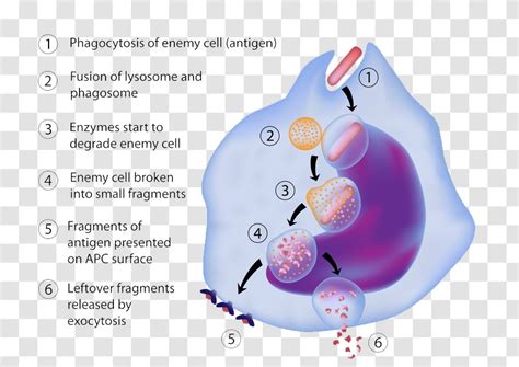 Antigen-presenting Cell Antigen Presentation Macrophage Immune System - Lymphocyte - Biology ...