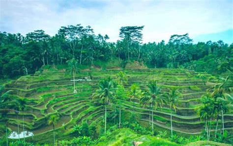 Ubud Rice Terraces | Bali Sun Tours