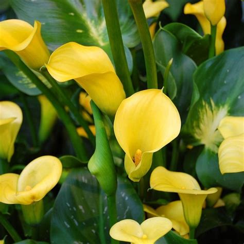 Calla Lily inside care | Lily plants, Calla lily, Plant care