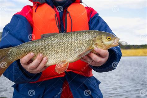 Ide Fish in the Hands of the Angler. Big Ide Fish Stock Photo - Image ...