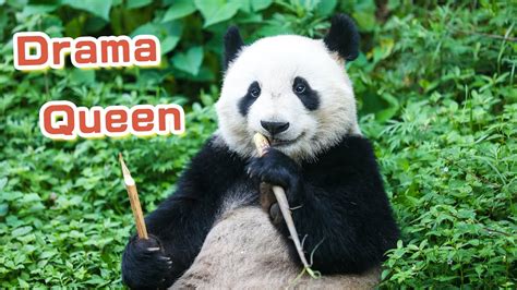 【Panda Billboard】Episode 266 Pandas Are Drama Queens | iPanda - YouTube