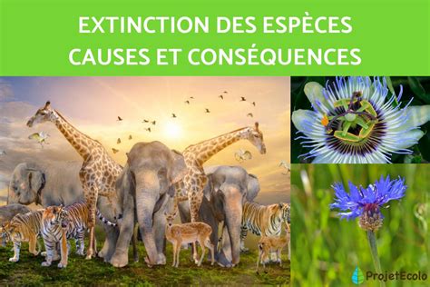 EXTINCTION des ESPÈCES : CAUSES et CONSÉQUENCES