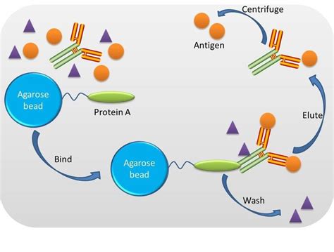 Immunoprecipitation - Creative BioMart