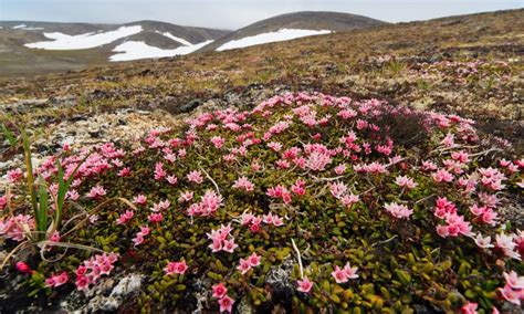 Types Of Flowers In The Arctic Tundra | Best Flower Site