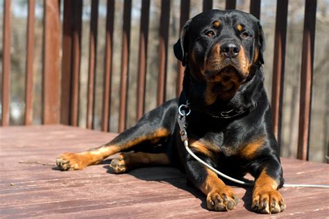 Are Rottweilers Dangerous? The Surprising Truth About Rotties