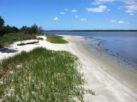 Carolina Beach State Park | Carolina beach, State parks, Beach