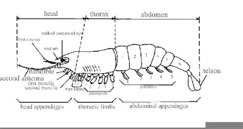 Arthropod Exoskeleton Diagram | Free Images at Clker.com - vector clip art online, royalty free ...