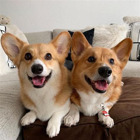 Pembroke Welsh Corgi Breed Information Guide: Photos, Traits, & Care ...