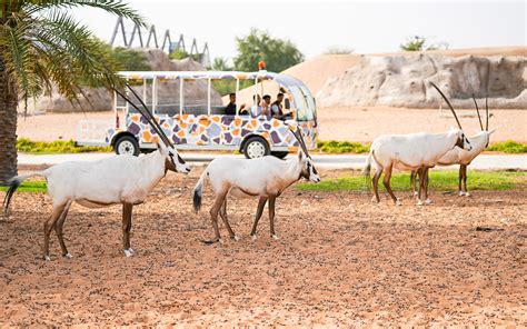 Dubai Safari Park Tickets – Best Price Online