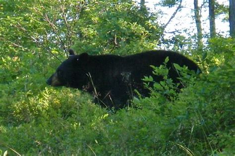 AT-animals | Appalachian trail hiking, Animals, Appalachian trail