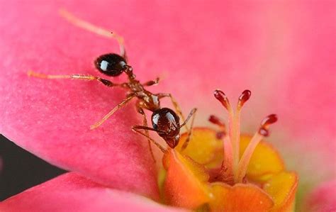 Indoor Ants Can Wreak Havoc In Your Tampa Residence