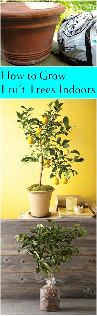 How to Grow Fruit Trees Indoors ~ Bless My Weeds