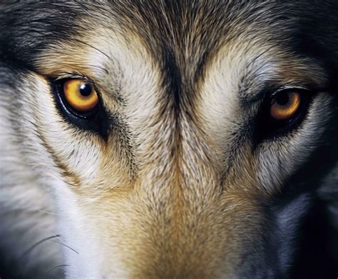 beautiful eyes of a wild wolf. Generative AI 28288793 Stock Photo at ...