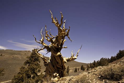 Bristlecone Pine Ancient Bristlecone Pines Forest White Mountains CA | Dan's Photo & Stuff Blog