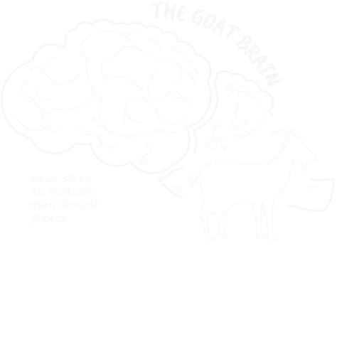 GoatBrain – Anatomie en Neurowetenschappen