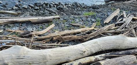 What Is Driftwood And How Is It Different From Weathered Wood? – Driftwood Academy