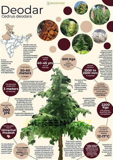 Infographics of Deodar Tree | Greenverz