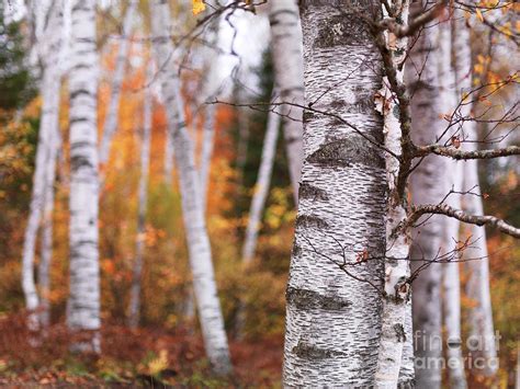 Birch Trees Fall Scenery Photograph by Oleksiy Maksymenko