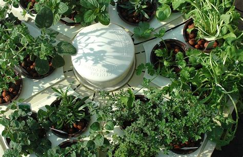 Hydroponic herbs... | Hydroponic farming, Hydroponic herb garden ...